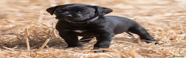 Labrador Retriever 2