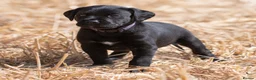 Labrador Retriever dogs for sale: LAST REMAINING BITCH beautiful Working Lab pups - Advert 6