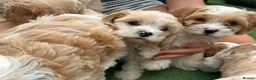 Cavapoo dogs for sale: Beautiful Cavapoo Puppies  - Advert 8