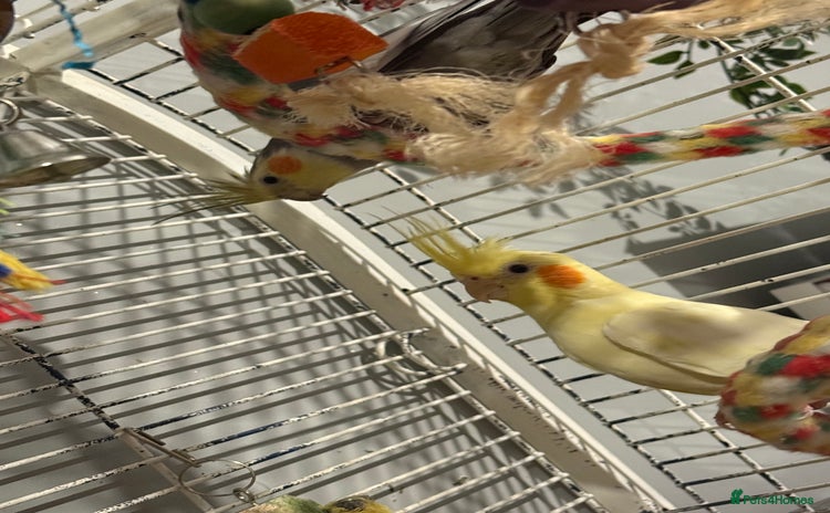 Cockatiels birds - Advert 1