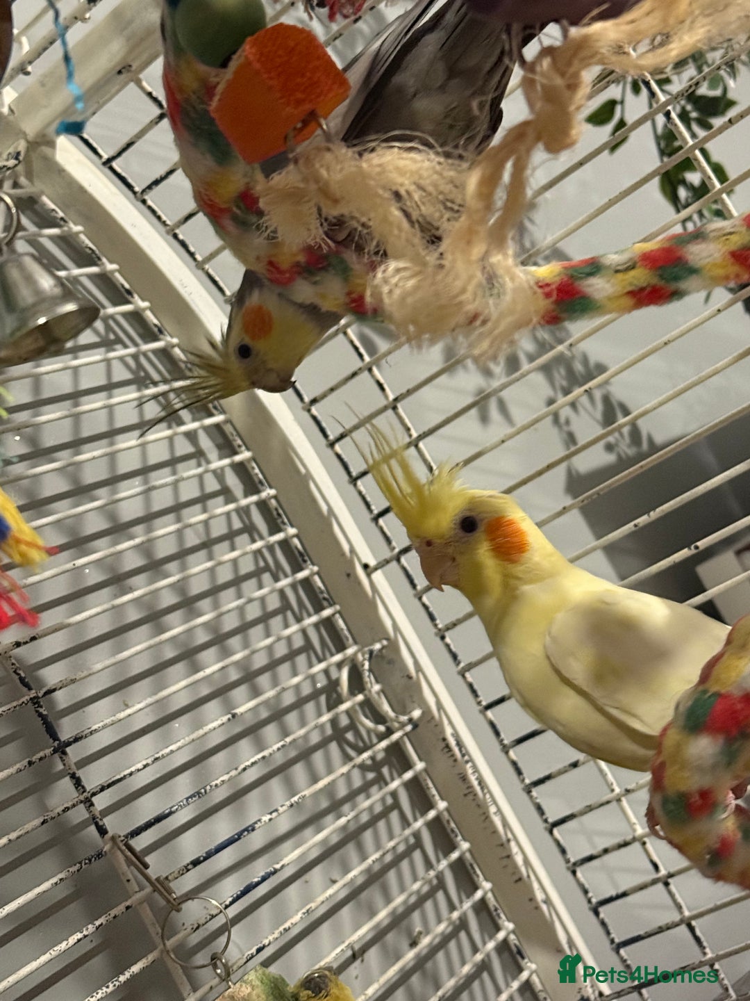 Cockatiels birds for sale: M/F cockatiels with cage - Image 1