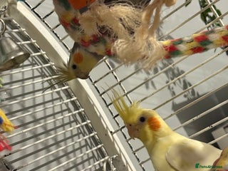 Cockatiels birds - Advert 7