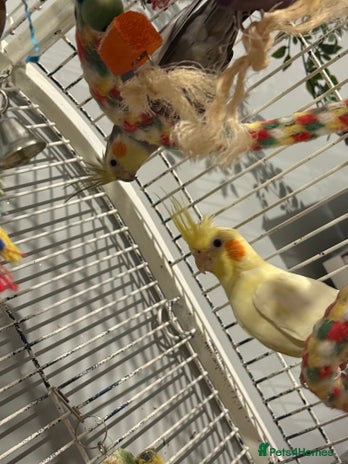 Cockatiels birds - Advert 4