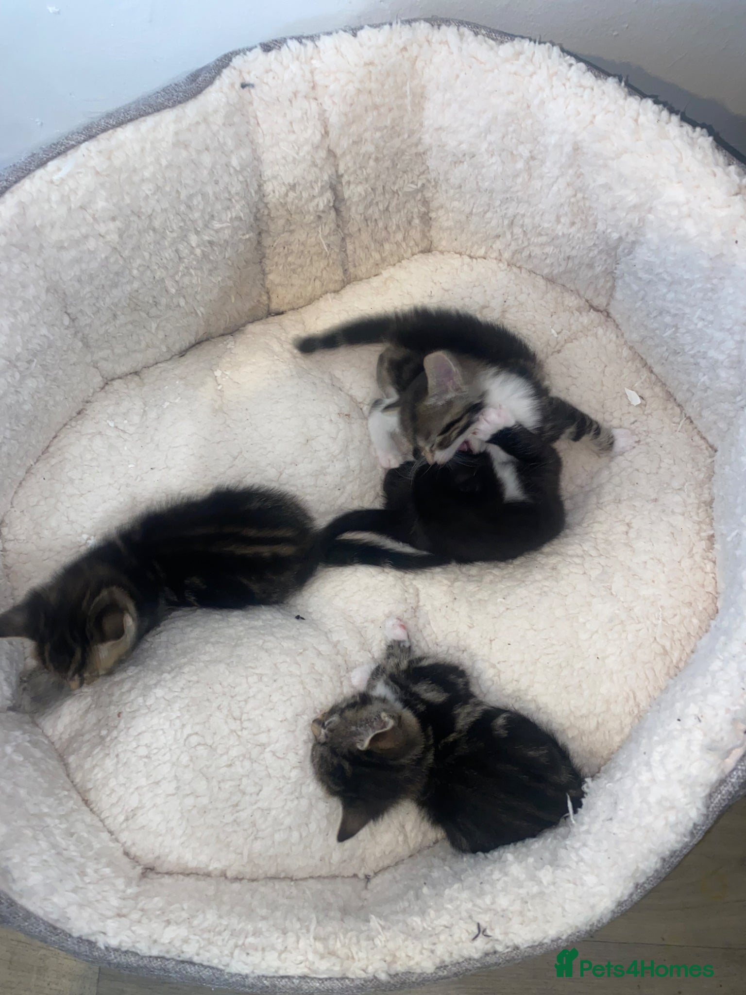 Mixed Breed cats for sale: Kittens for sale  in Birmingham - Advert 4