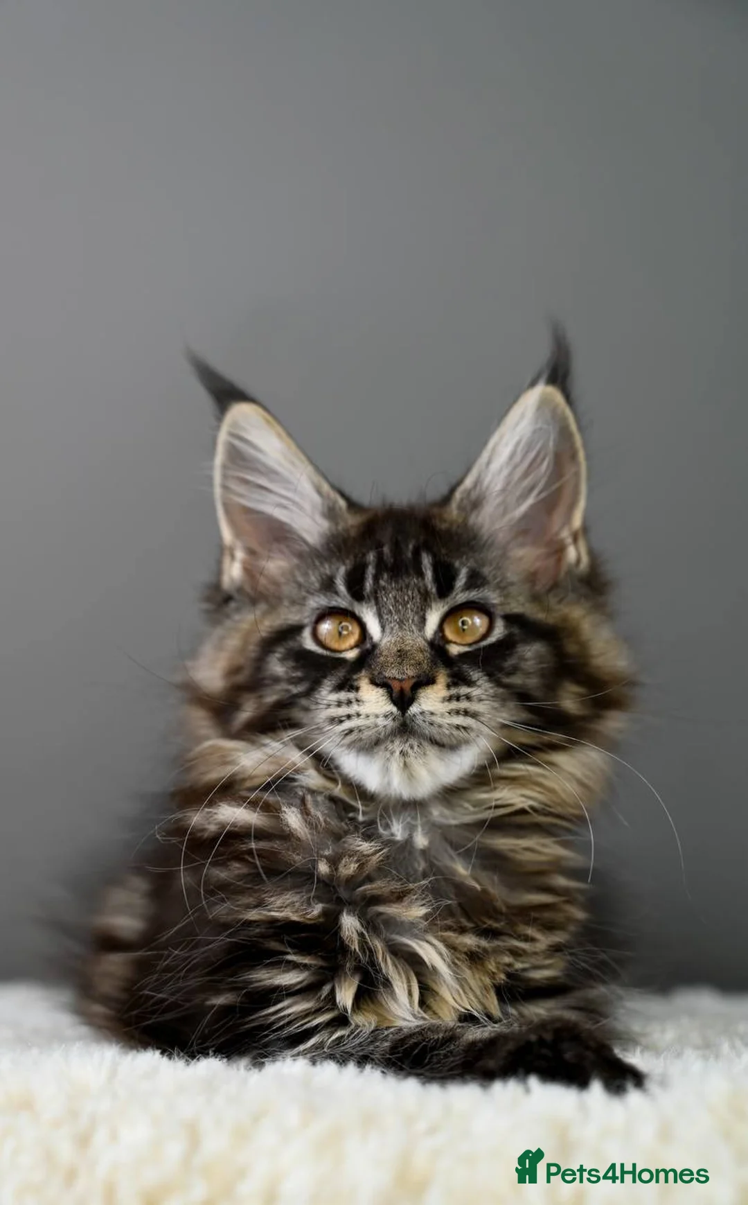 Maine Coon cats for sale: 3 Unique Kittens available - TICA registered  - Advert 19