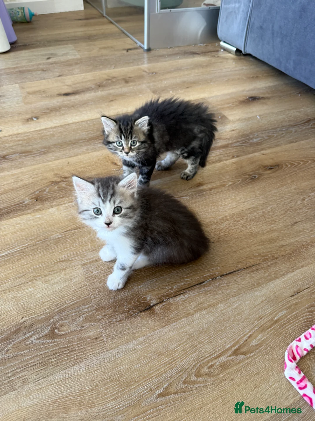 Mixed Breed cats for sale: Persian cross kittens! Ready now - Advert 12