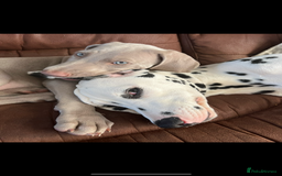 Weimaraner dogs for stud: My boy looking to stud - Image 2