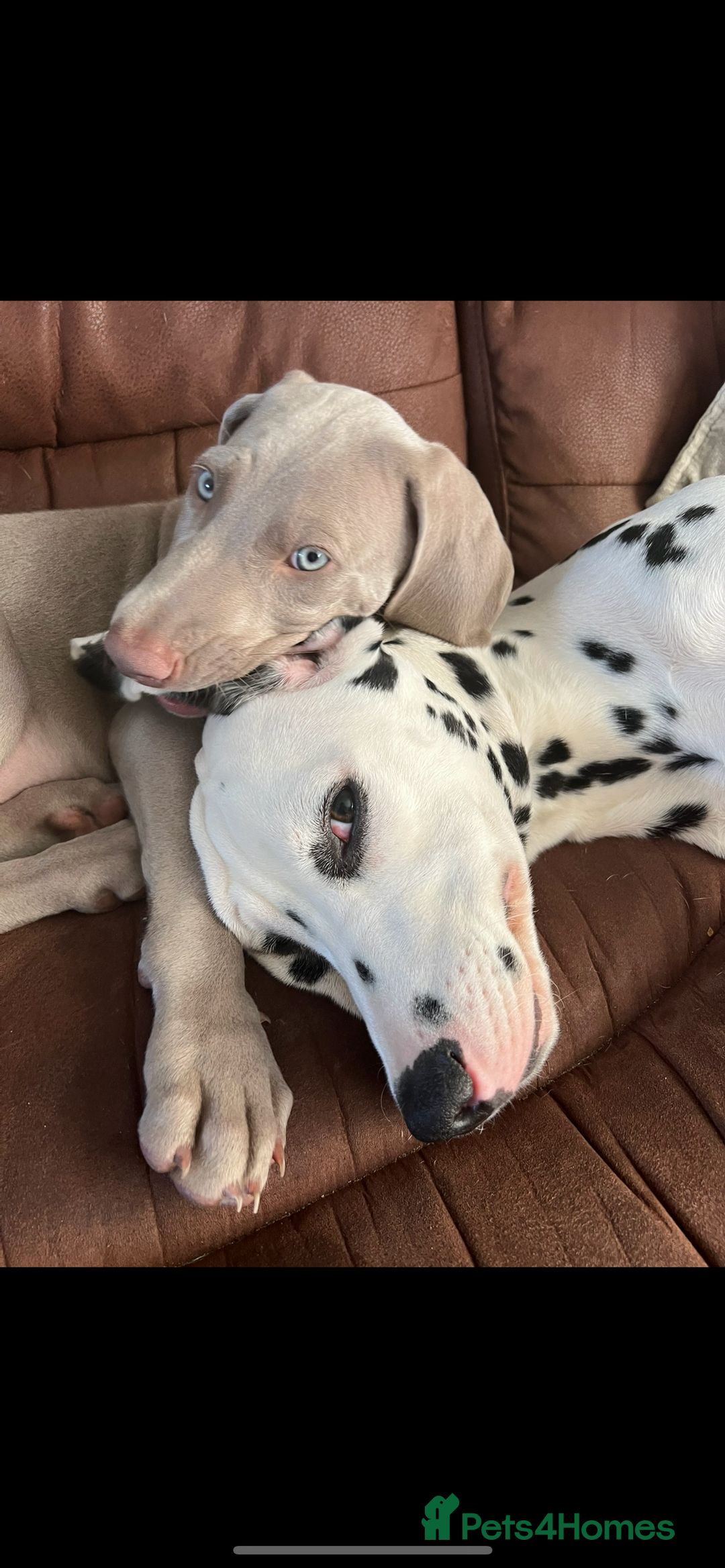 Weimaraner dogs for stud: My boy looking to stud - Image 2