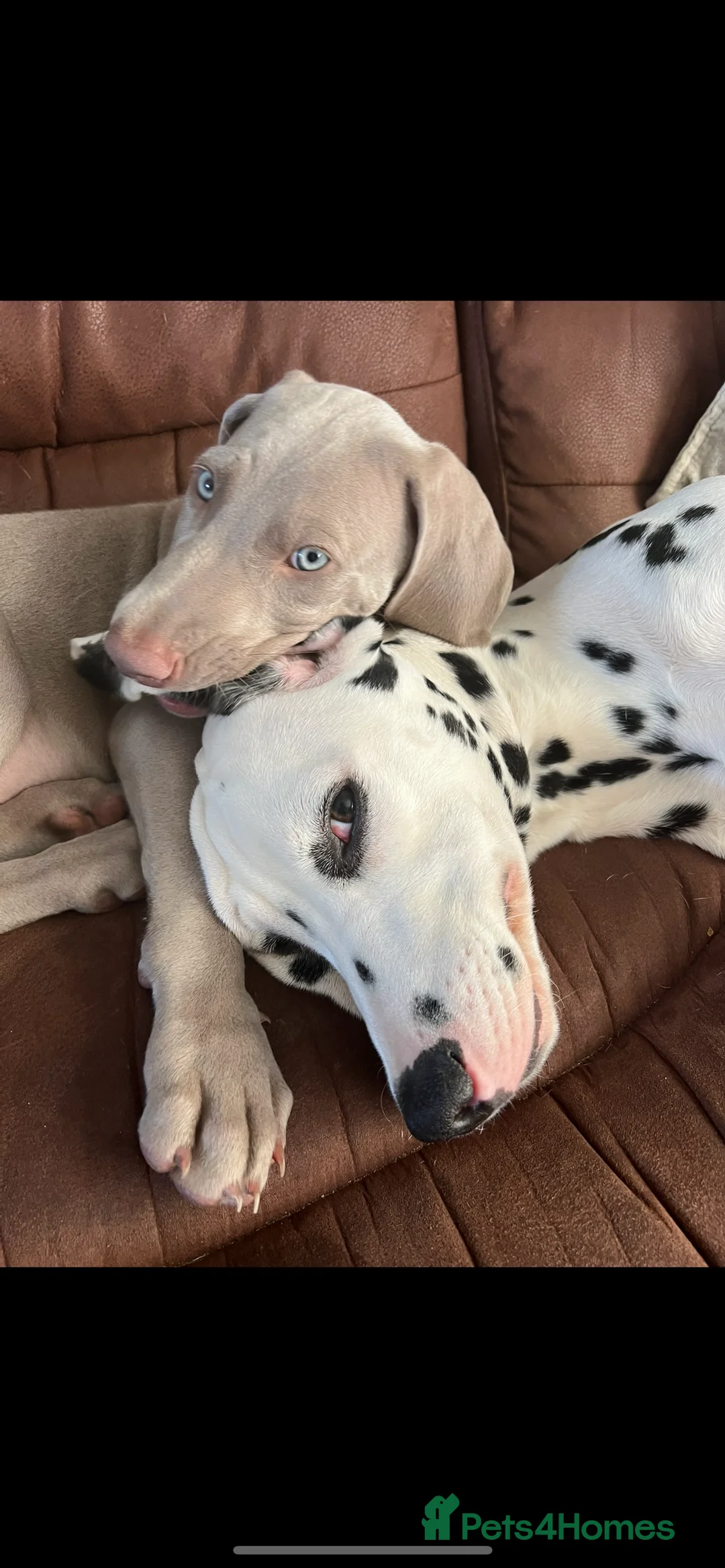 Weimaraner dogs for stud: My boy looking to stud - Advert 2