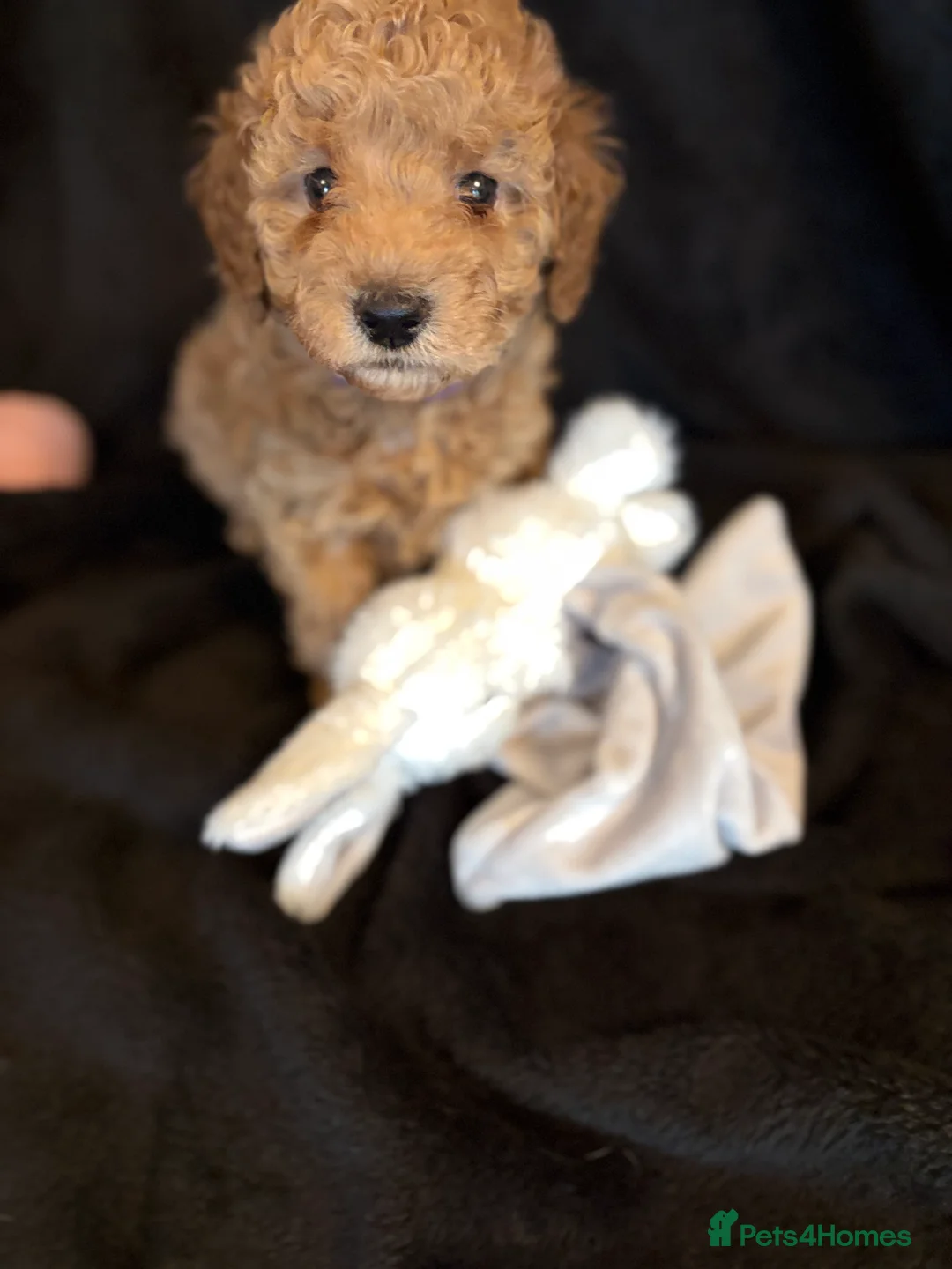 Cavapoochon dogs for sale: Gorgeous Therapy puppies  - Advert 5