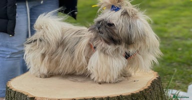 Shih Tzu dogs Shih Tzu KARASHISHI Line Two Boys Left Green Eyes - Advert 5