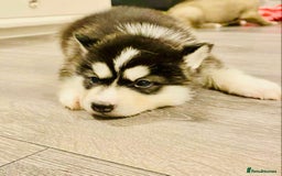 Huskita dogs for sale: huskeys  - Advert 10