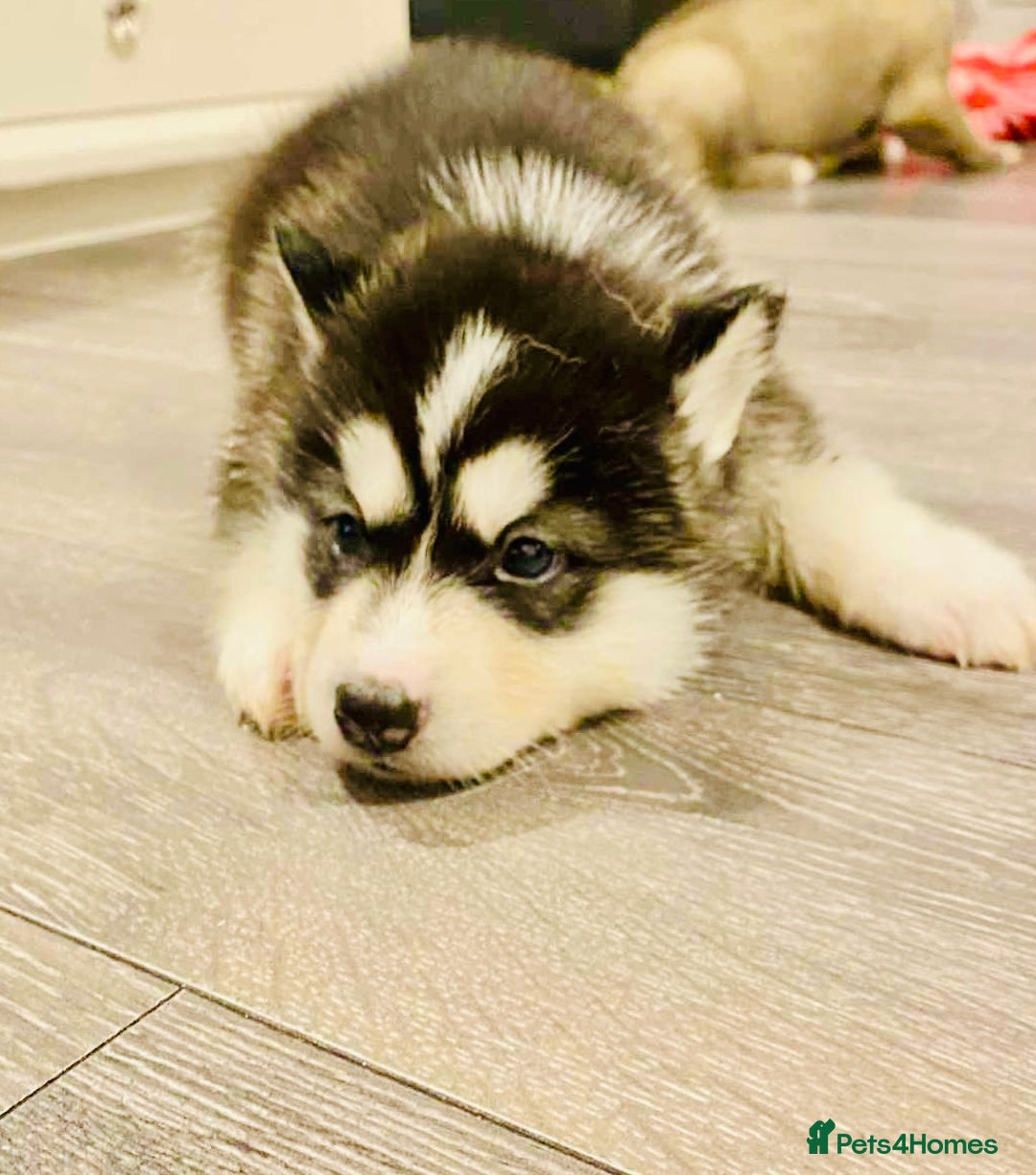 Huskita dogs for sale: huskeys  - Advert 10