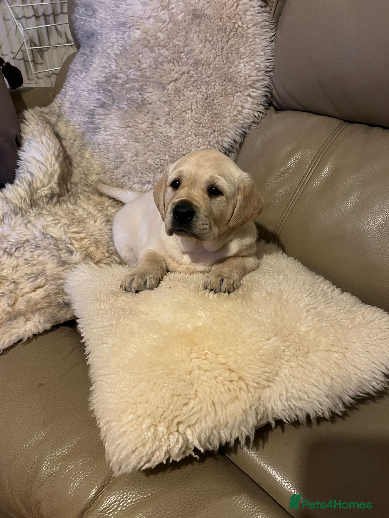 Labrador Retriever dogs KC Registered Royal Bloodline Puppies - Advert 9