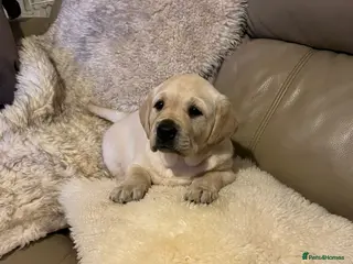 Labrador Retriever dogs KC Registered Royal Bloodline Puppies - Advert 9