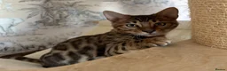 Bengal cats for sale: 🐆Exceptional Pedigree Bengal Kittens 🐆 - Advert 30