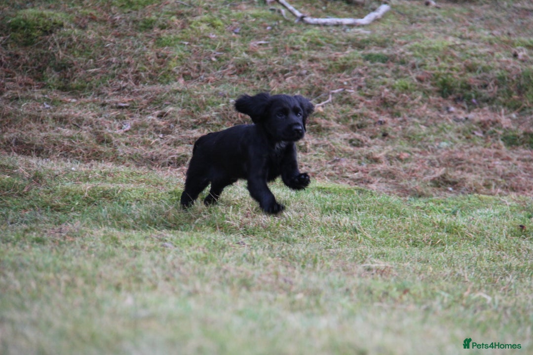 Cocker Spaniel dogs for sale: Gorgeous KC Reg Cocker Spaniels for Forever Homes - Advert 29