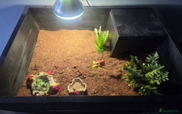 Tortoise reptiles for sale: Horsefield tortoises - Image 9