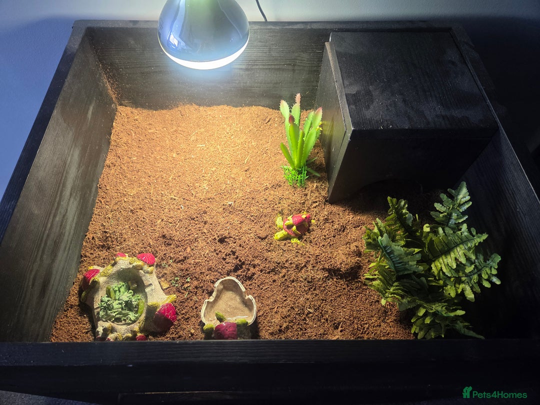 Tortoise reptiles for sale: Horsefield tortoises - Image 9