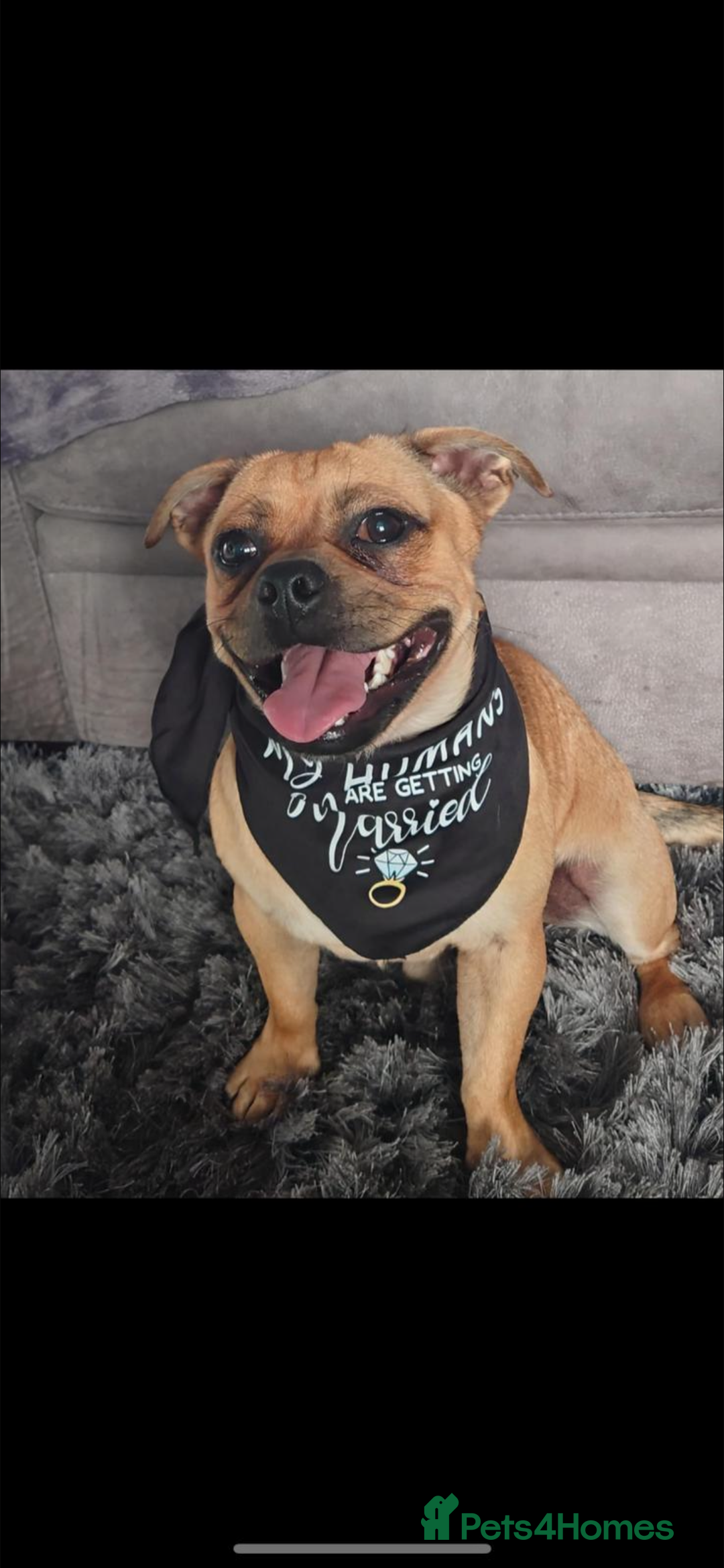 Jug dogs for stud: Archie  - Image 6