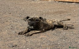 Presa Canario dogs for sale: I have three stunning male presa pups left - Image 3