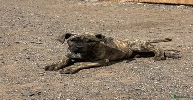 Presa Canario dogs - Advert 8