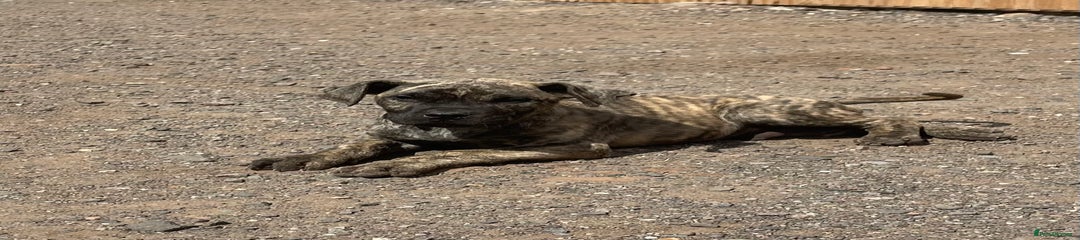 Presa Canario Puppy 3