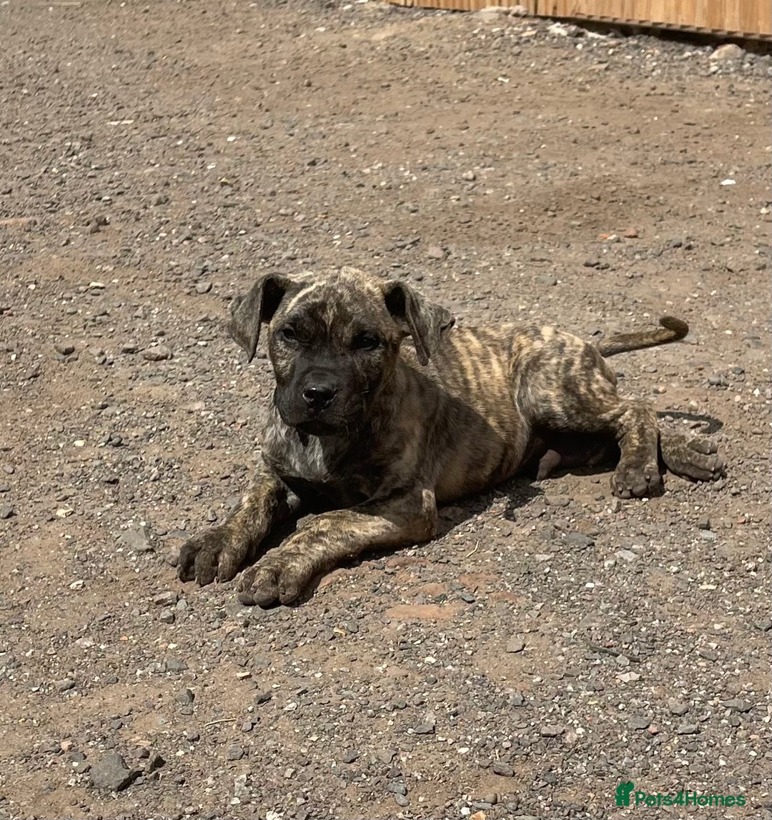 Presa Canario dogs for sale: I have three stunning male presa pups left - Image 3