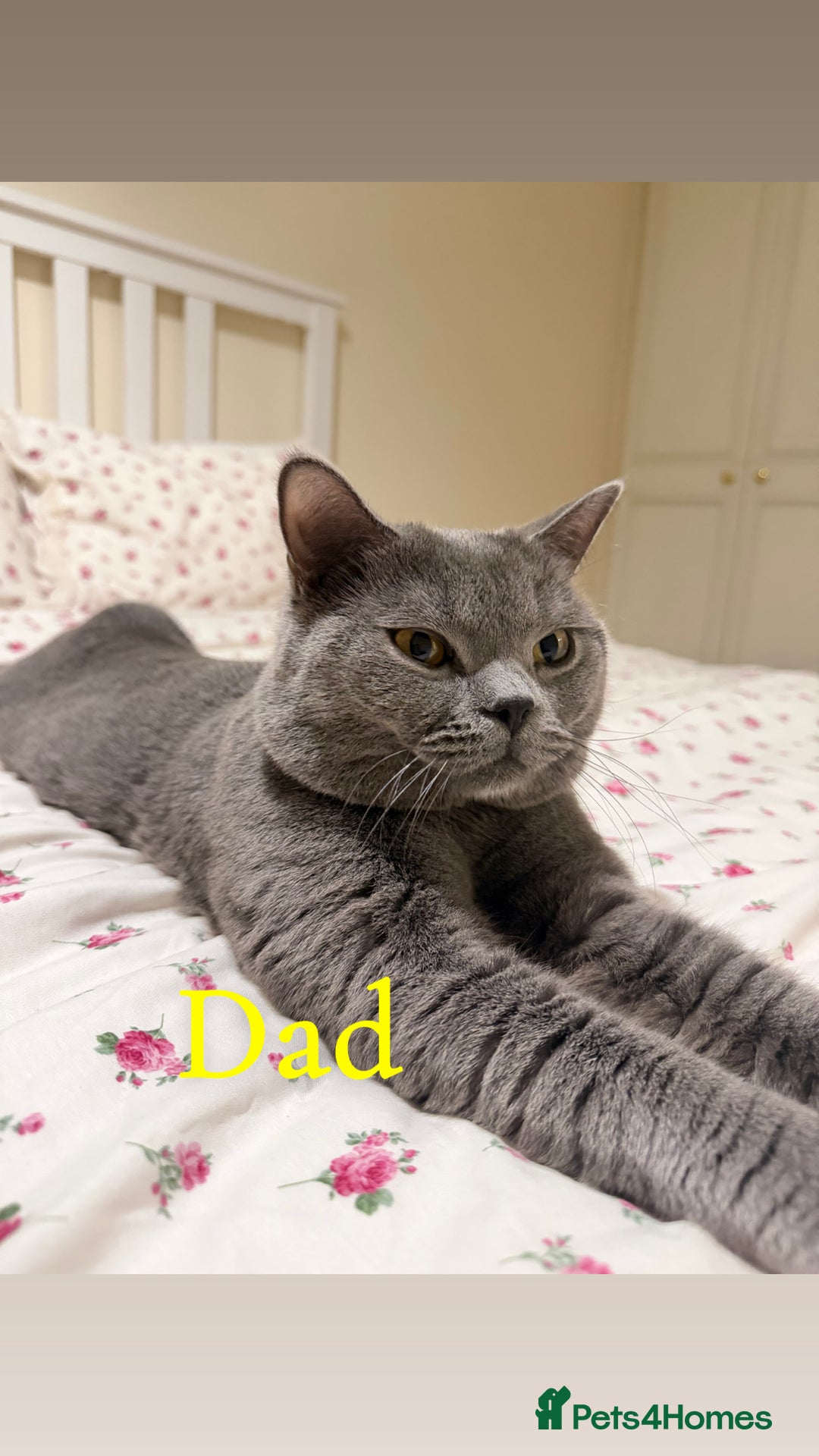 British Shorthair cats for sale: Adorable British short hair - Advert 2