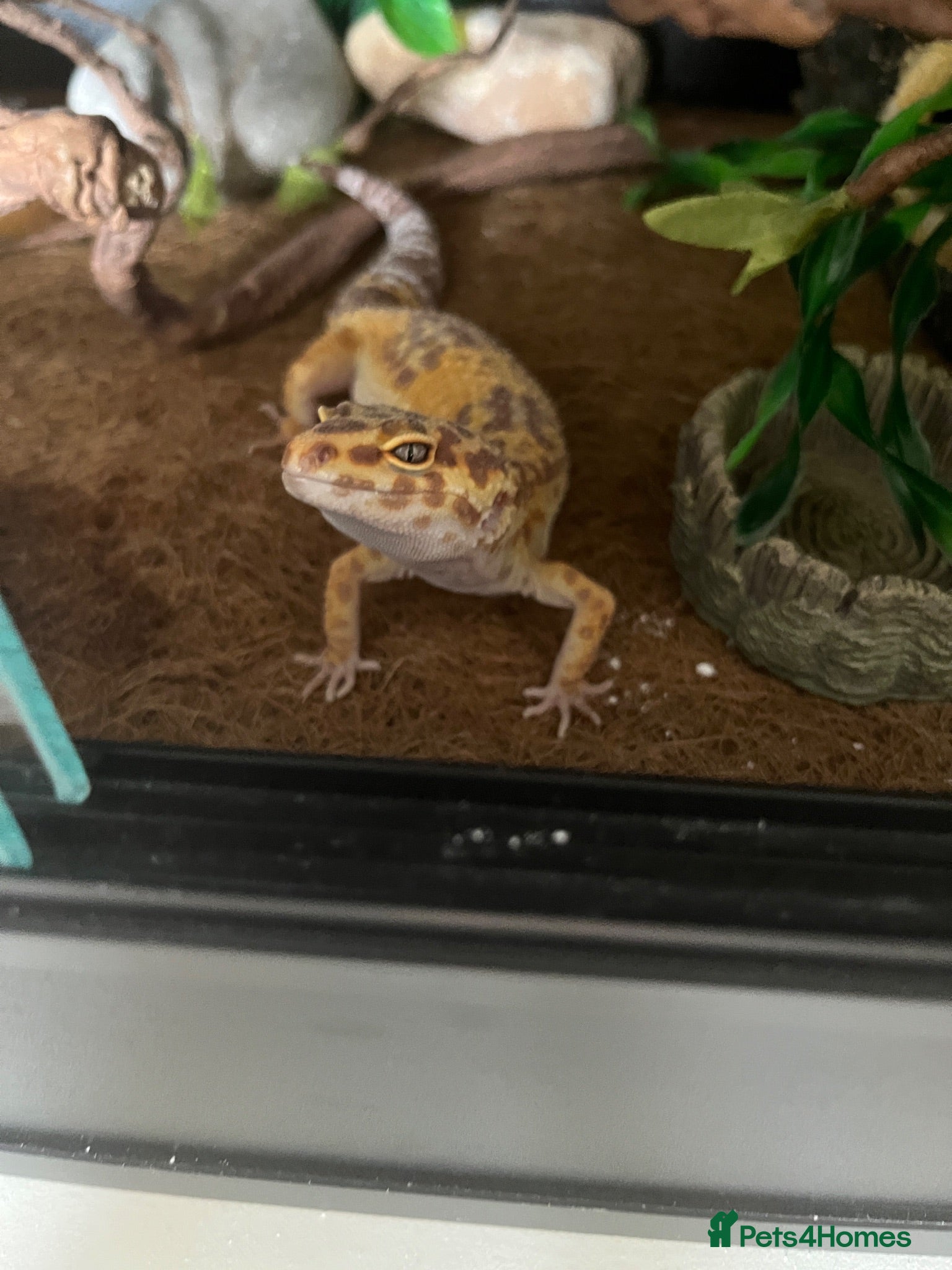 Leopard Gecko reptiles Female Leopard Gecko - Advert 3
