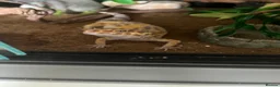 Leopard Gecko reptiles for sale: Female Leopard Gecko - Advert 1
