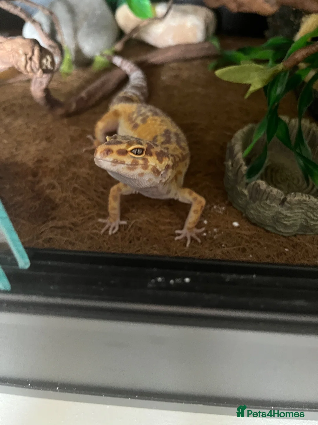 Leopard Gecko reptiles for sale: Female Leopard Gecko - Advert 1