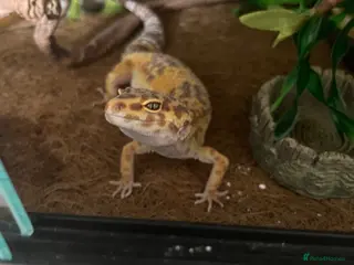Leopard Gecko reptiles Female Leopard Gecko - Advert 1