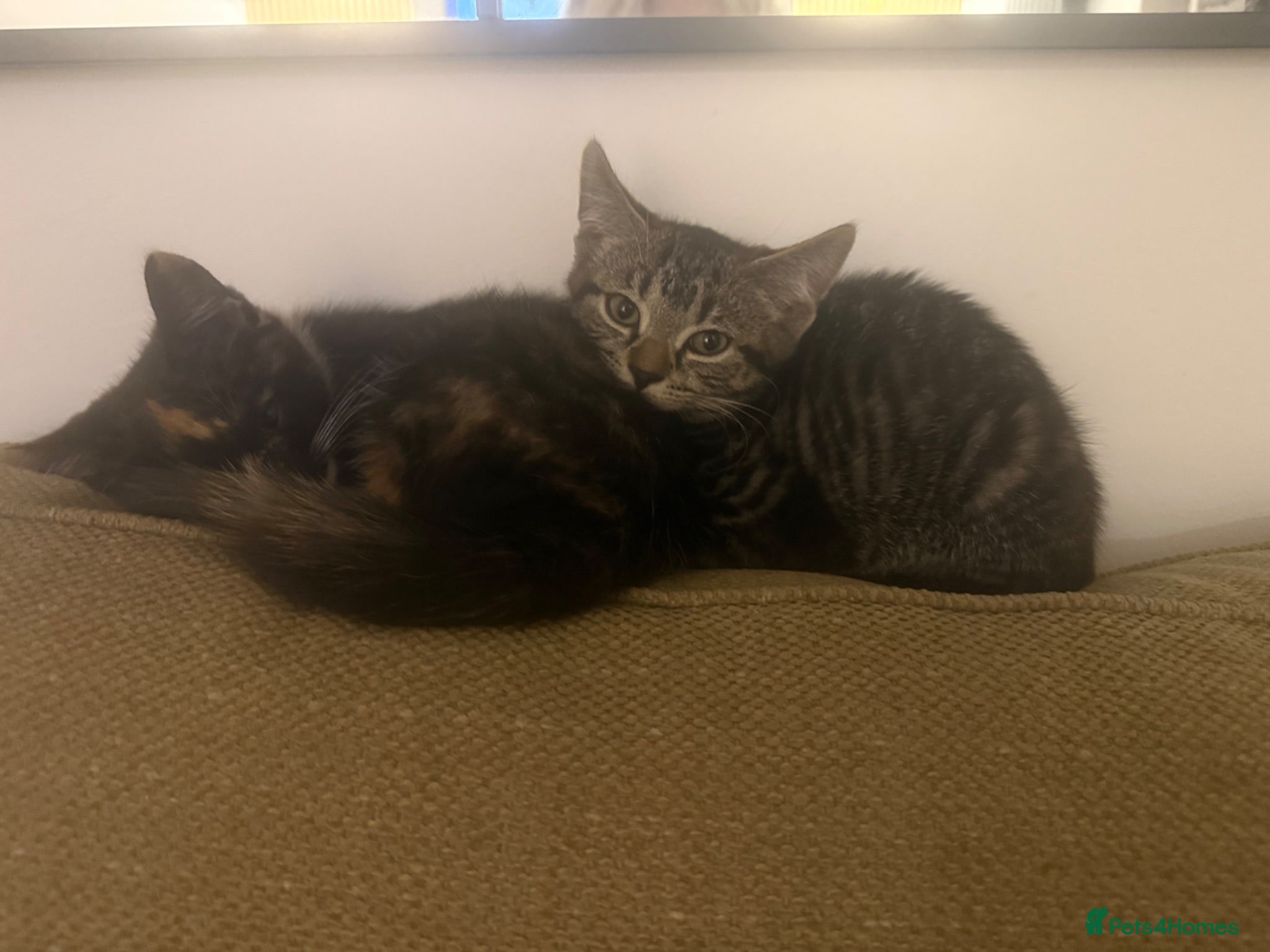 Mixed Breed cats Two kittens available  - Advert 1
