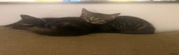 Mixed Breed cats for sale: Two kittens available  - Advert 1