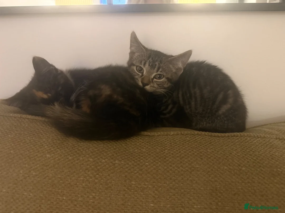 Mixed Breed cats for sale: Two kittens available  - Advert 1