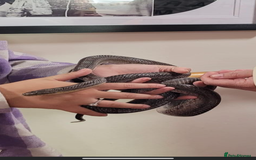 Corn Snake reptiles for sale: Super friendly corn snake  - Image 3