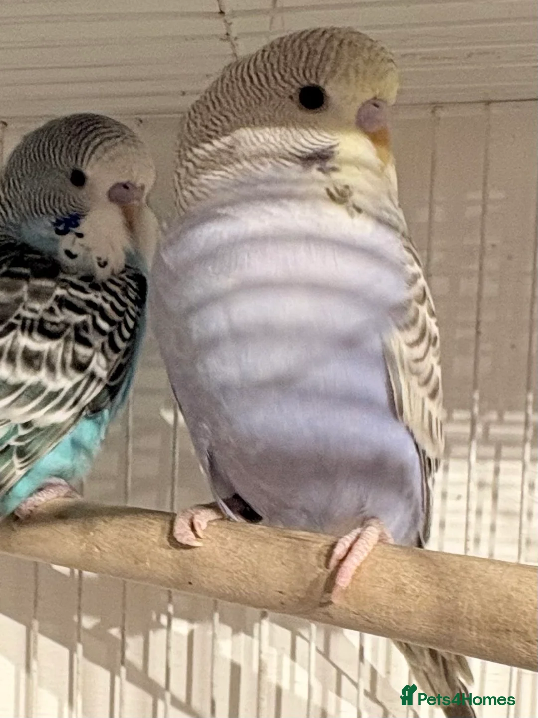 Budgerigars birds for sale: Young Budgies for sale  - Advert 1