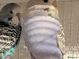 Budgerigars birds Young Budgies for sale - Advert 2