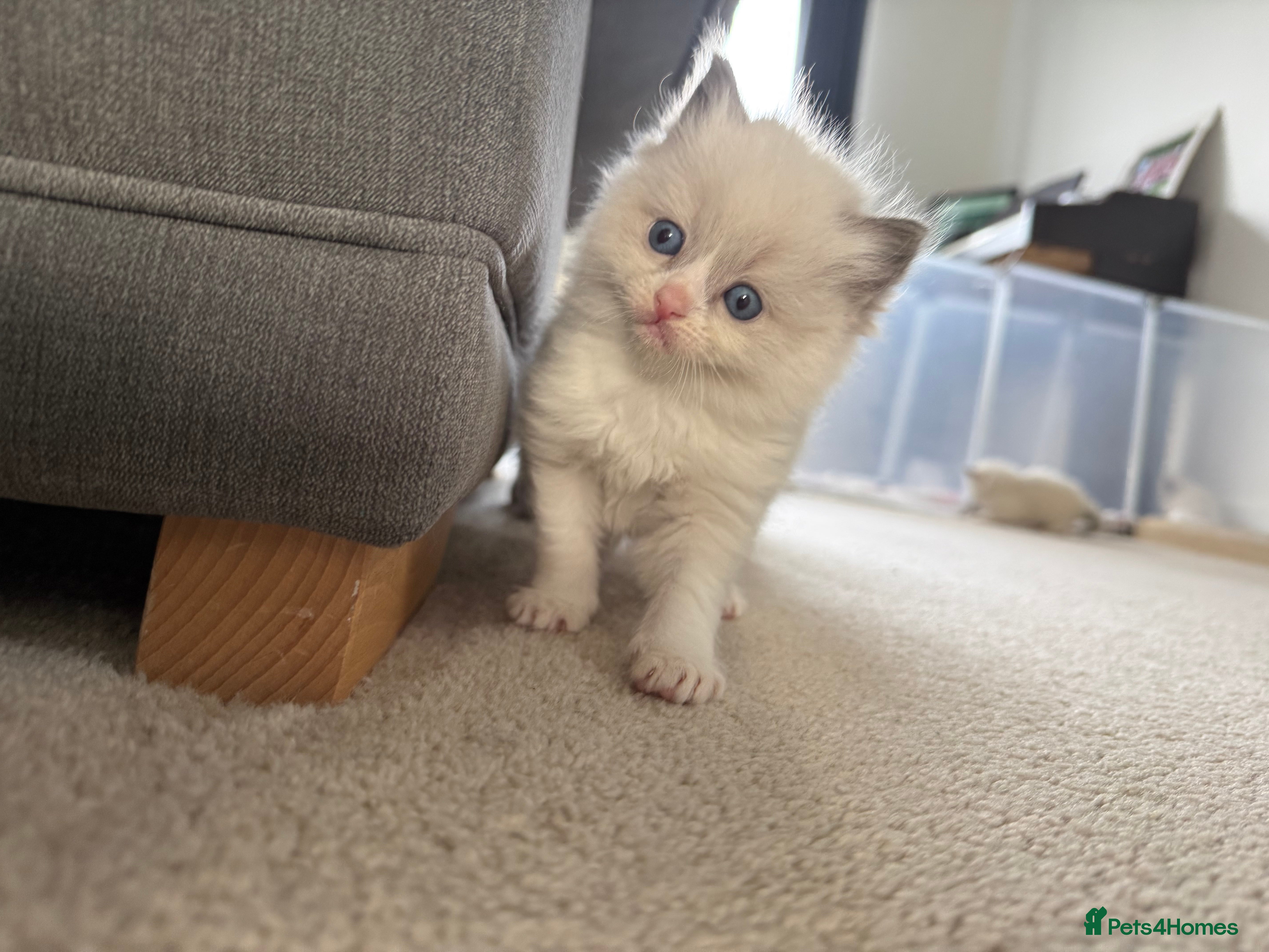 Ragdoll cats 📍GCCF REGISTERED🐾 6 Ragdoll Kittens available!🍼 - Advert 3