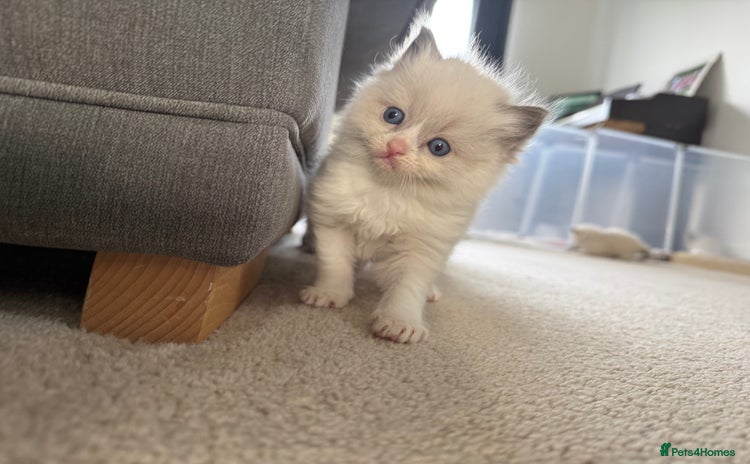 Ragdoll cats 📍GCCF REGISTERED🐾 6 Ragdoll Kittens available!🍼 - Advert 5