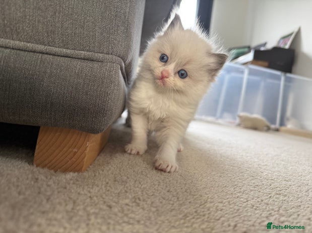Ragdoll cats 📍GCCF REGISTERED🐾 6 Ragdoll Kittens available!🍼 - Advert 5