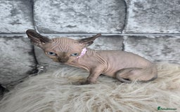 Sphynx cats for sale: 💙LITTLE BOY🩵Sphynx Kitten🩵TESTED 🐈  - Image 24