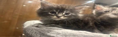 Maine Coon 1
