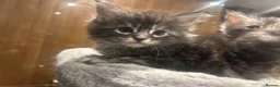 Maine Coon cats for sale: Maine Coon Kittens  - Advert 9