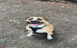 Mixed Breed dogs for sale: Bodhi - 2 Year Old AmBull X - Image 4