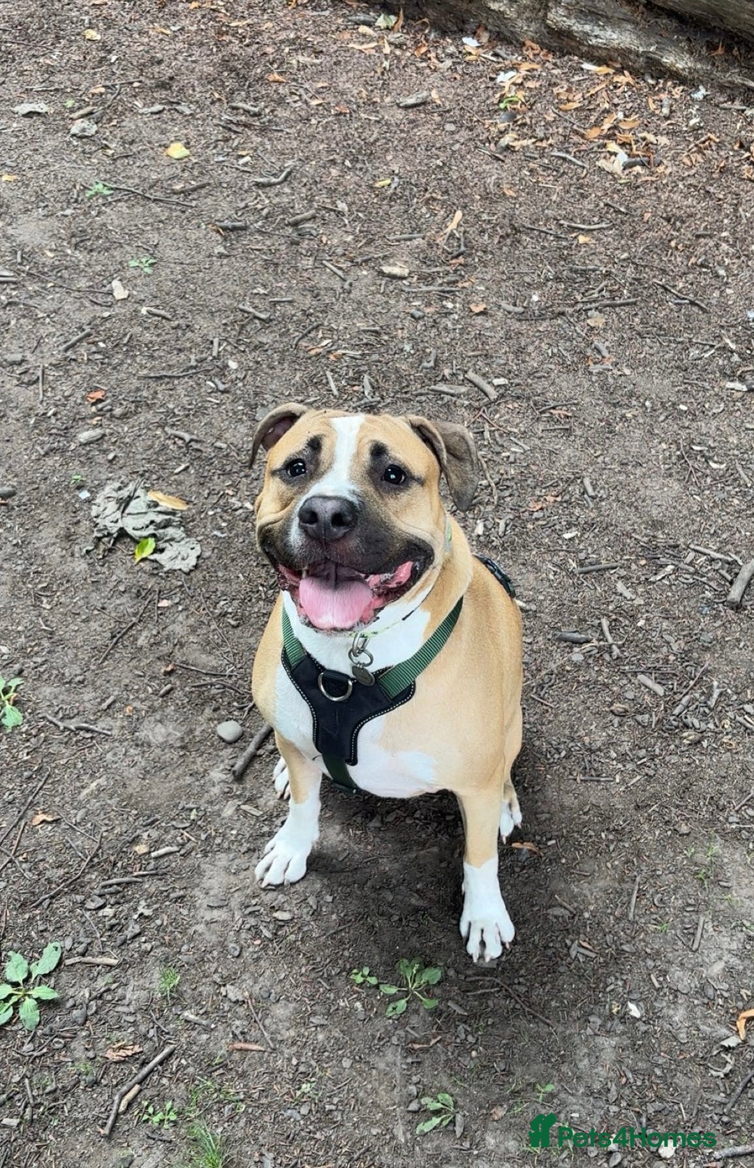 Mixed Breed dogs for sale: Bodhi - 2 Year Old AmBull X - Image 4