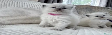 Ragdoll Kitten 5 pink