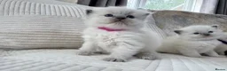 Ragdoll cats for sale: Blue Point Ragdoll Kittens for sale - Advert 34