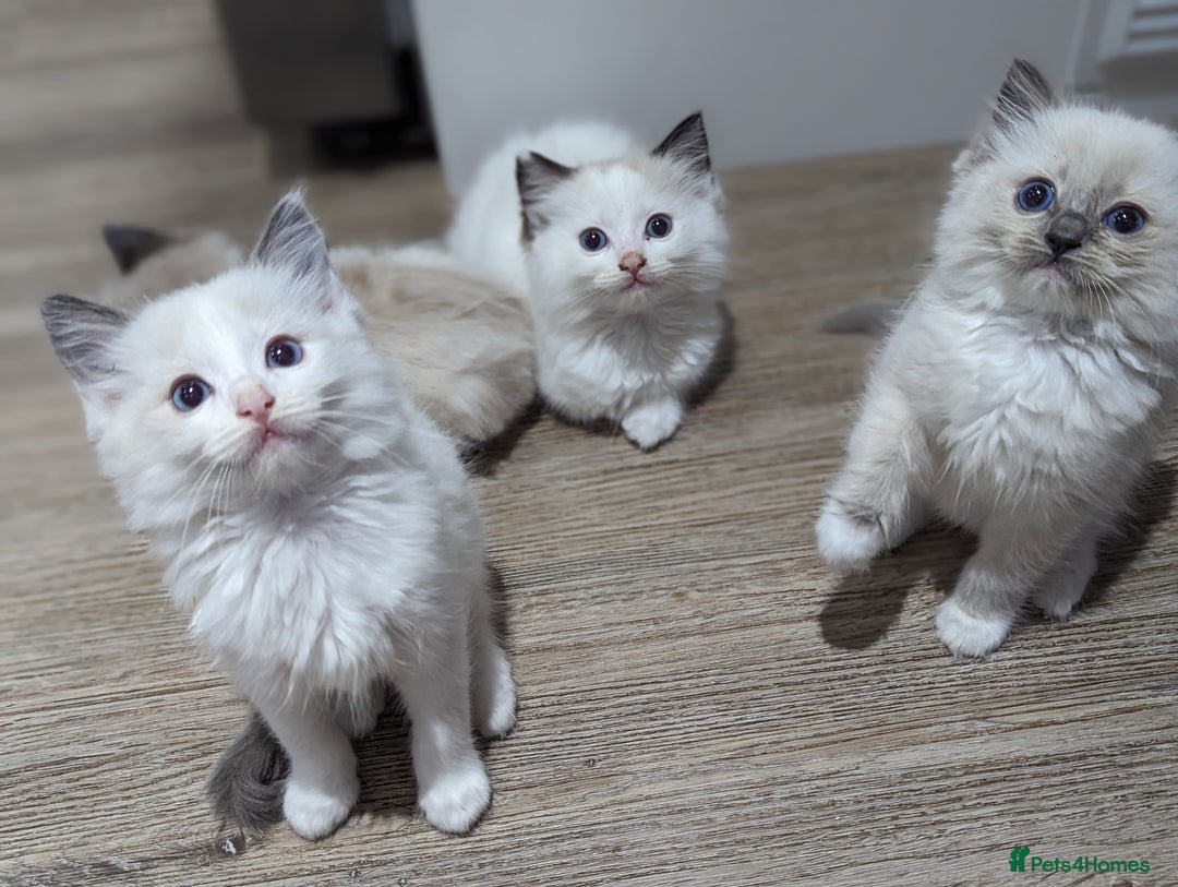 Ragdoll cats for sale: Last Gorgeous Ragdoll kitten - Image 12